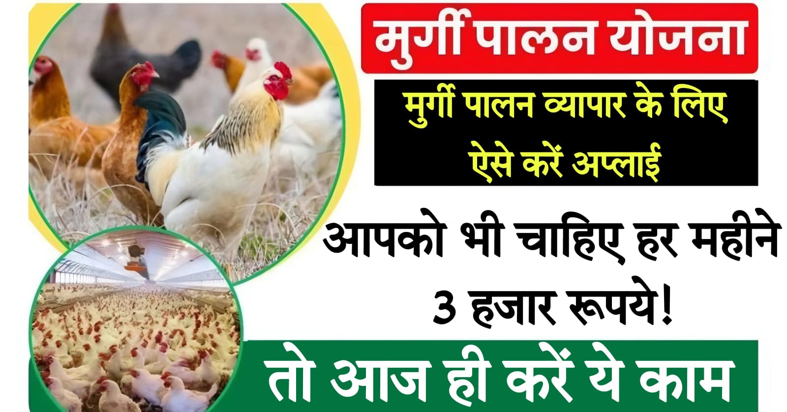 layer poultry farm